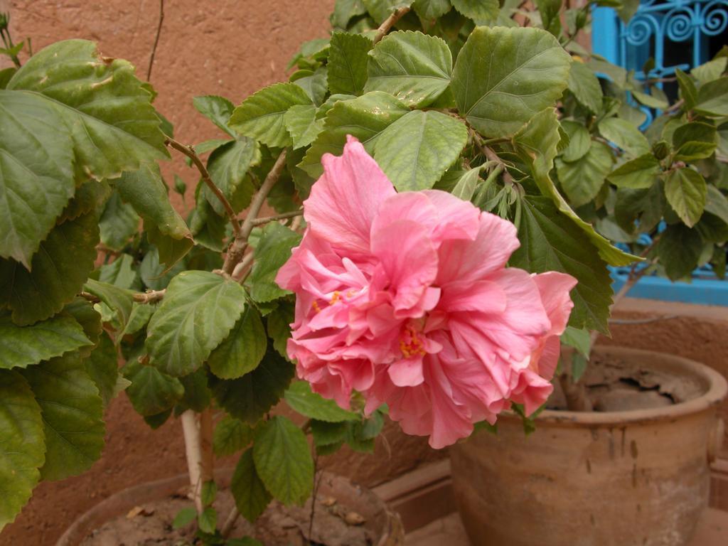 Bed and Breakfast Kasbah Iswan Kelaat-M'Gouna Exterior foto